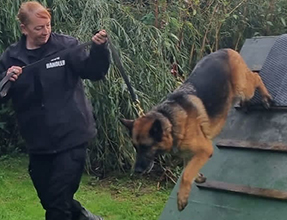 GP Security Dogs